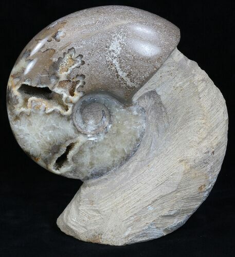 Polished Shloenbacchia Ammonite With Stone Base #35314